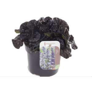 Ajuga reptans Black Scallop.