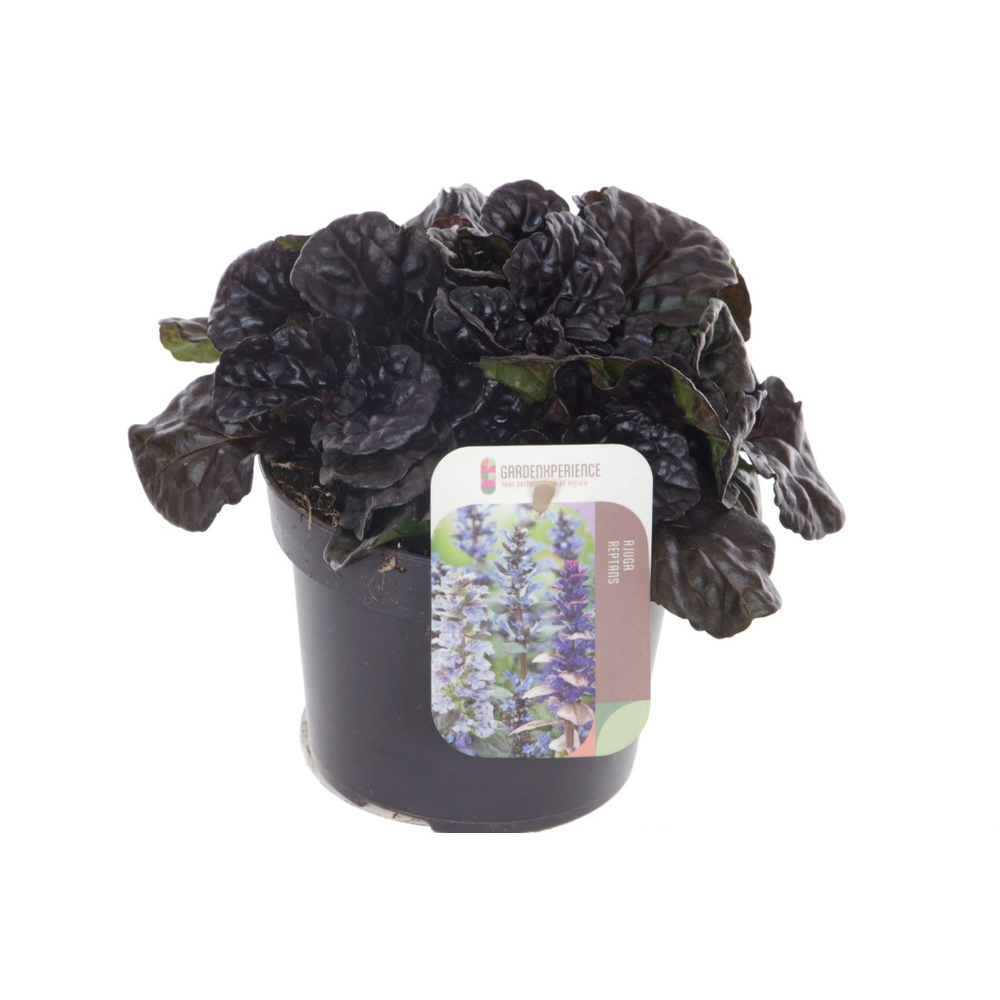 Ajuga reptans Black Scallop.