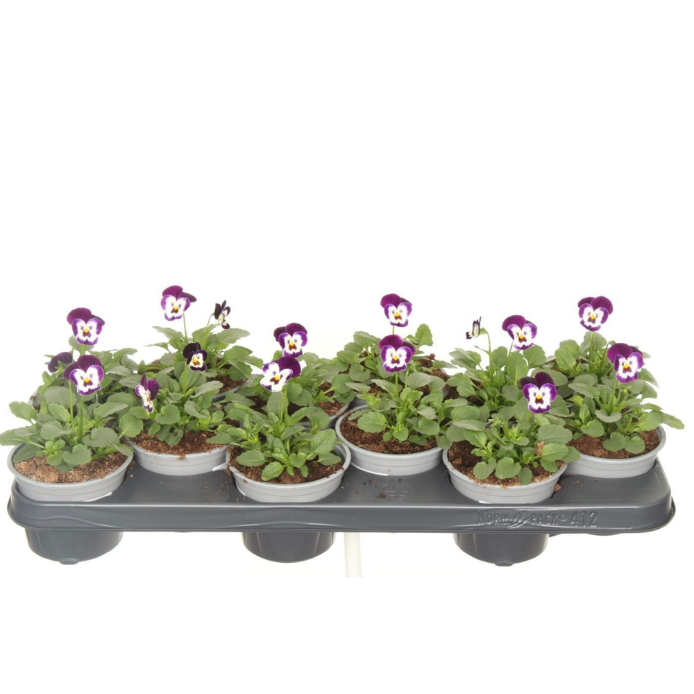 Viola cornuta Deltini Violet face.