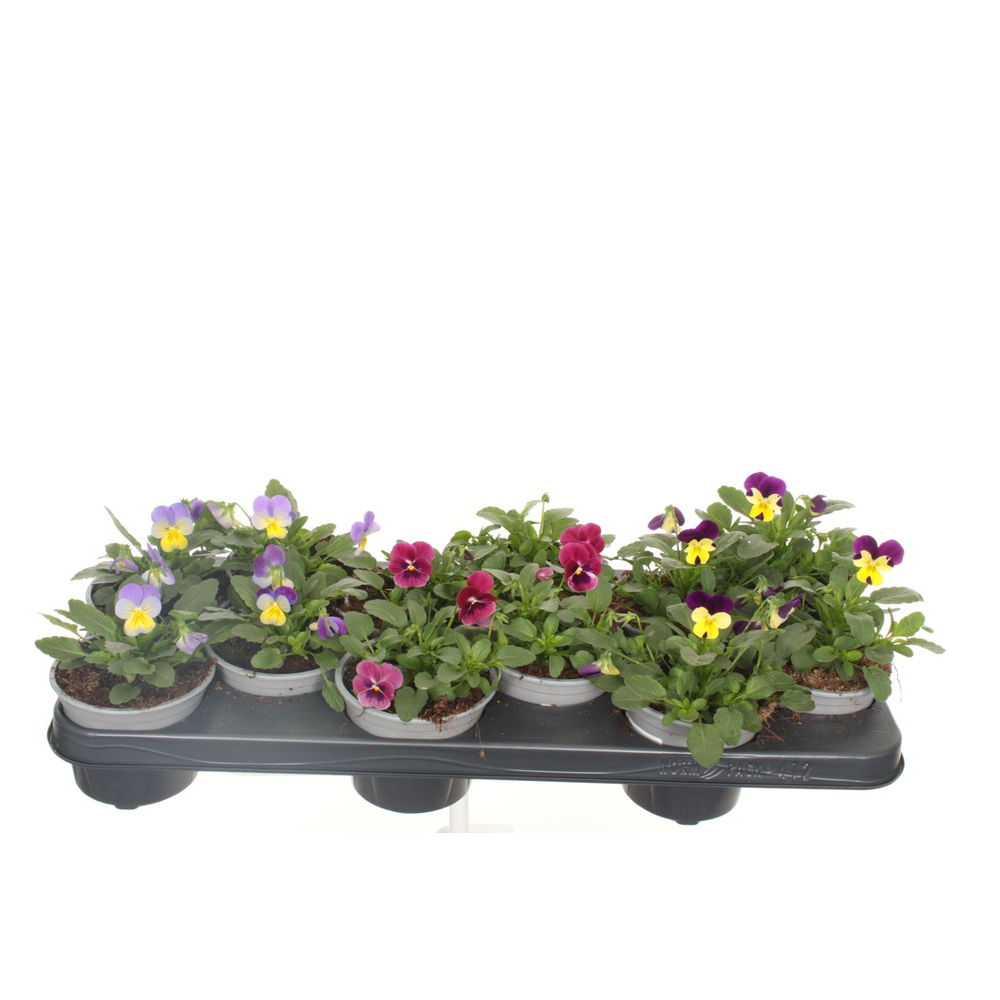 Viola Sorbet gemengd.
