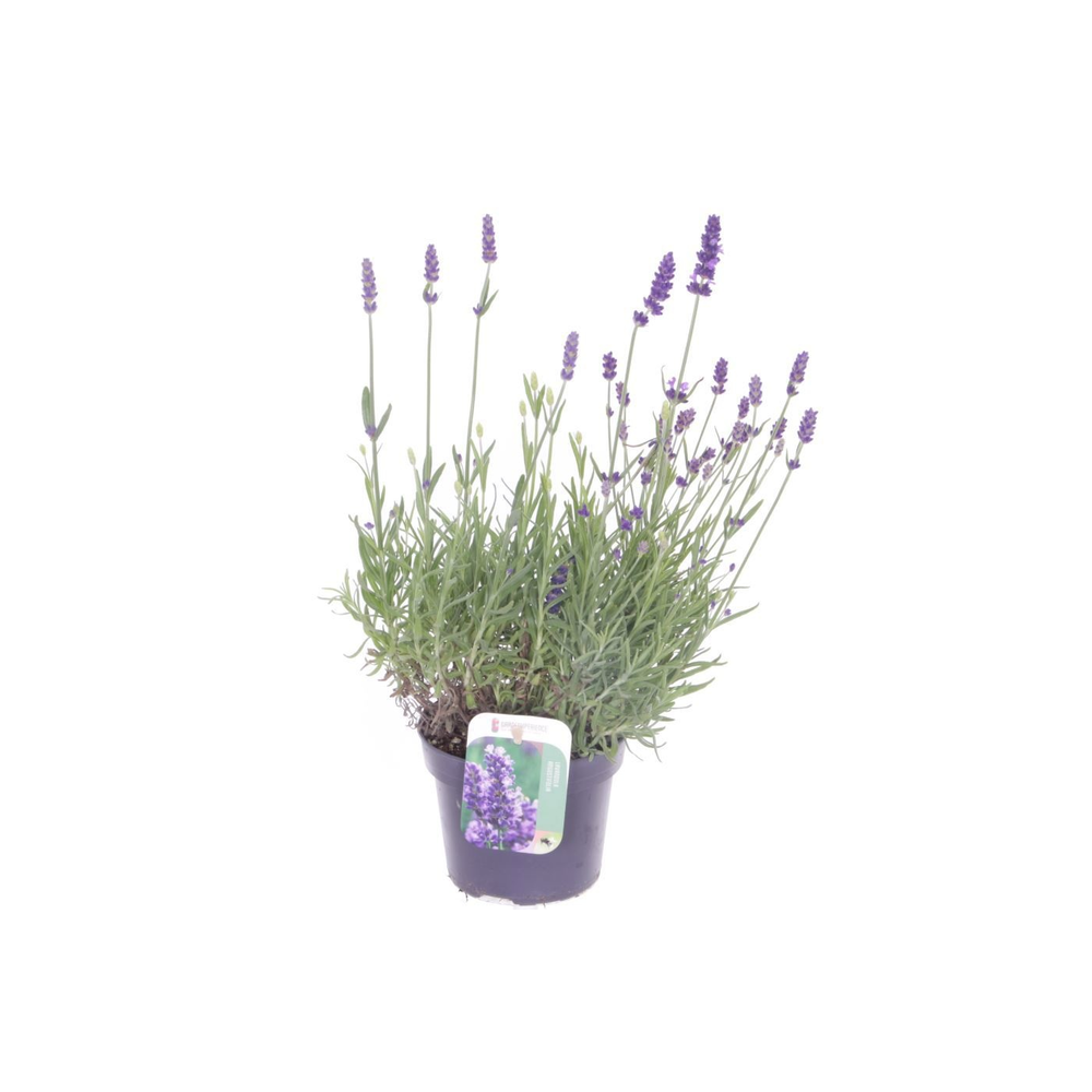 Lavandula Spear Blue.