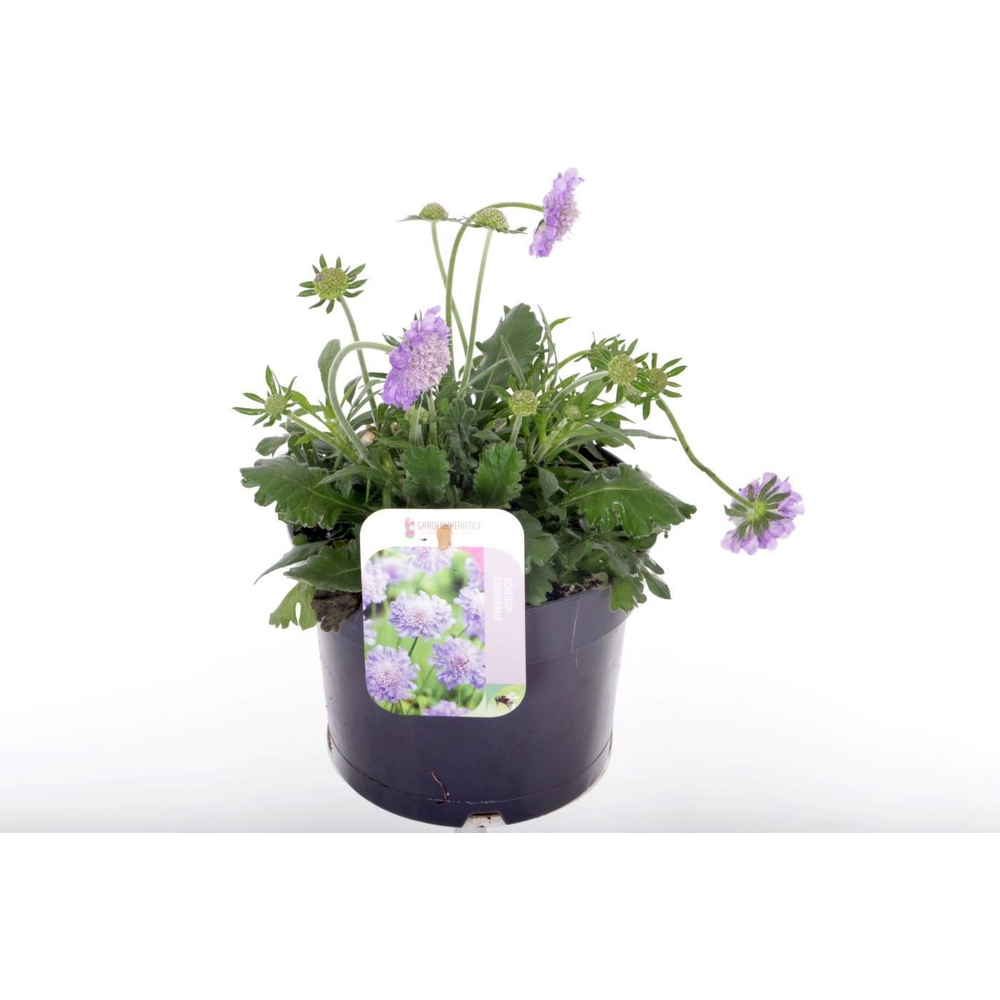 Scabiosa columbaria Butterfly Blue.