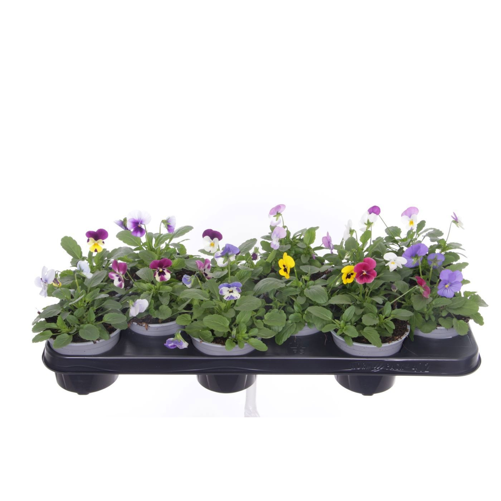 Viola cornuta mixtray.