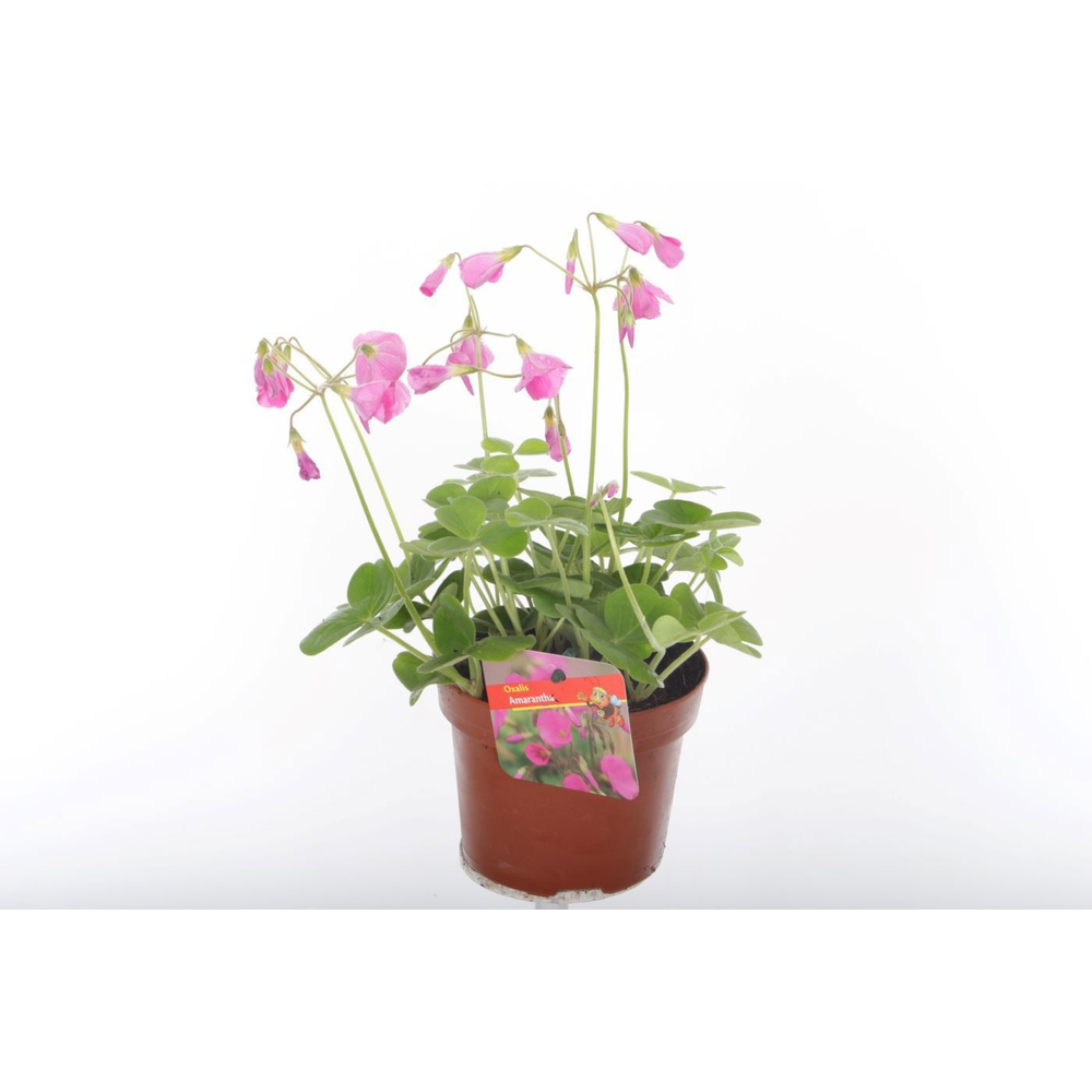 Oxalis Amarantha.
