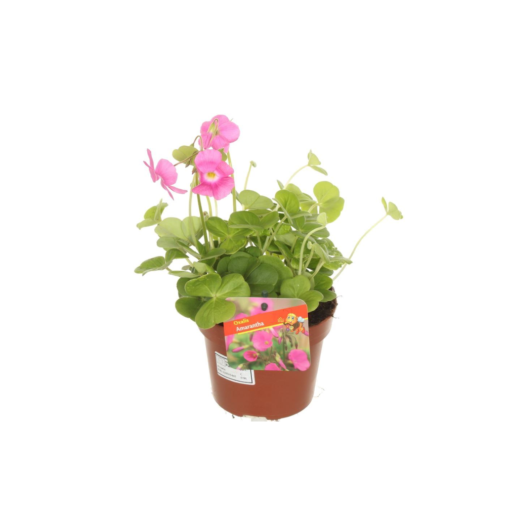Oxalis Amarantha.