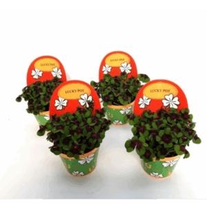 Oxalis deppei Geluk Engels.