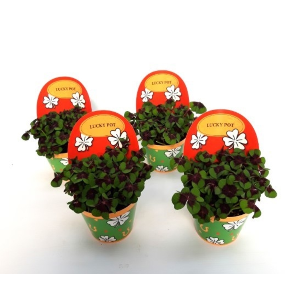Oxalis deppei Geluk Engels.