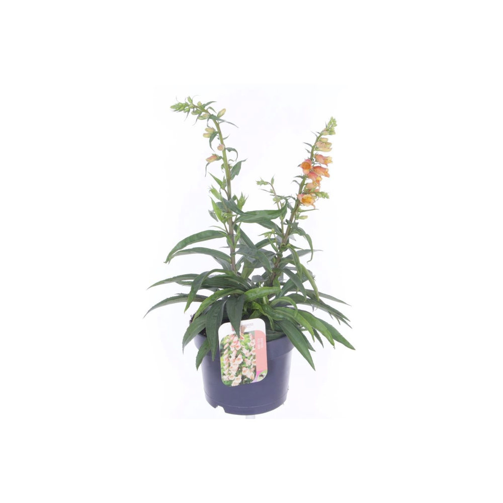 Digitalis Goldcrest.