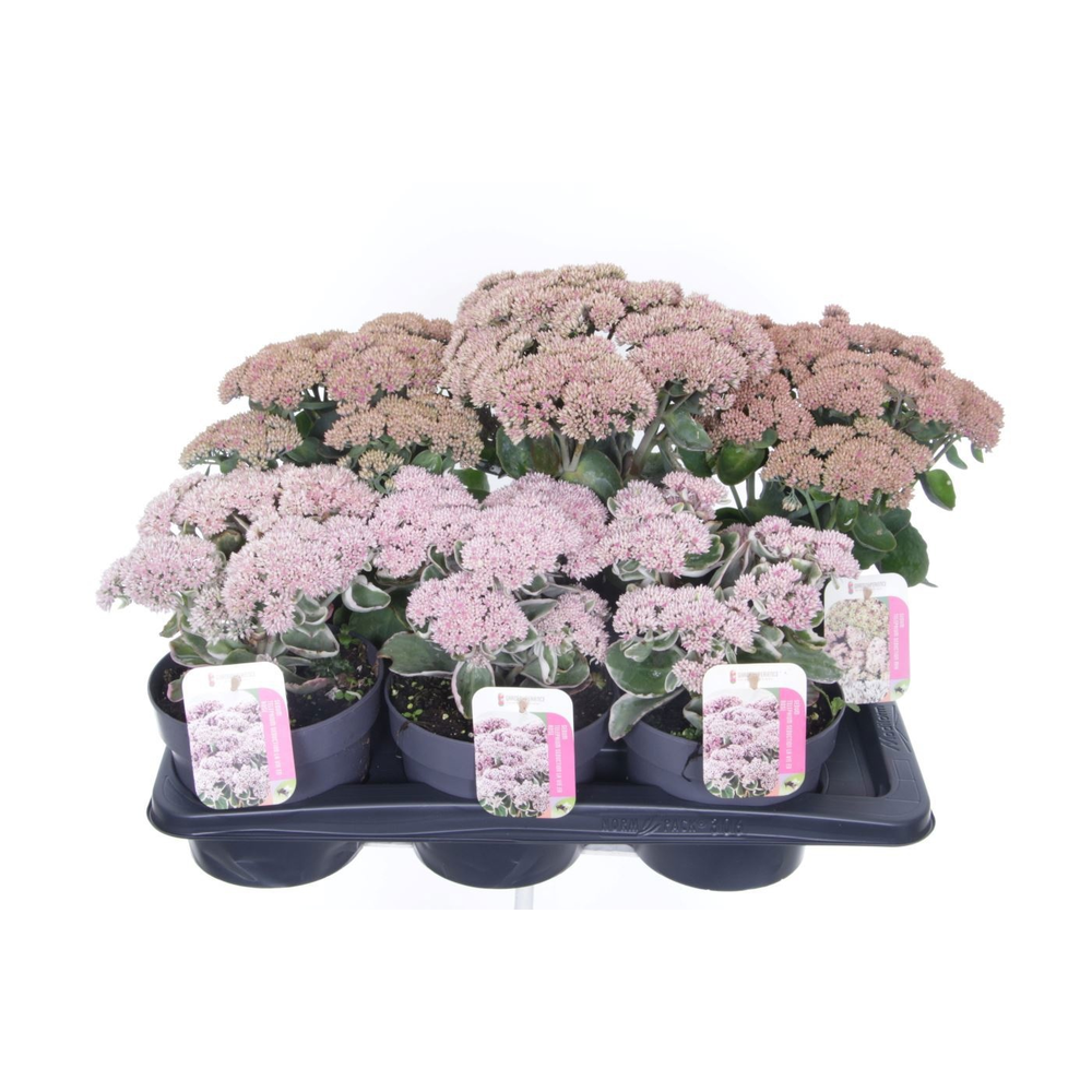 Sedum telephium mix.