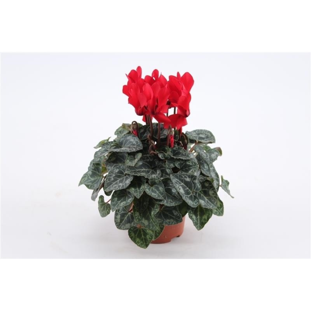 Cyclaam Mini Red.