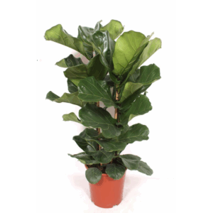 Ficus lyrata 2 per pot.