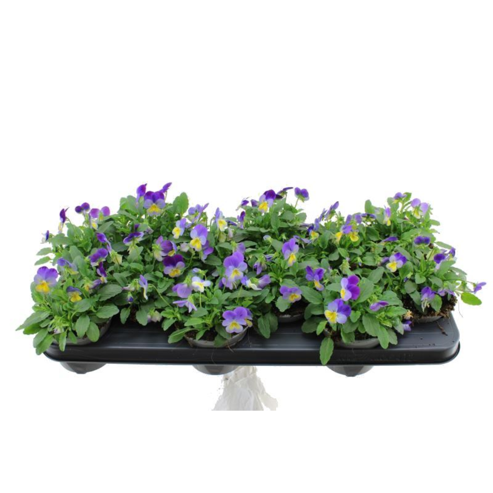 Viola cornuta Deltini Blue Purple W.
