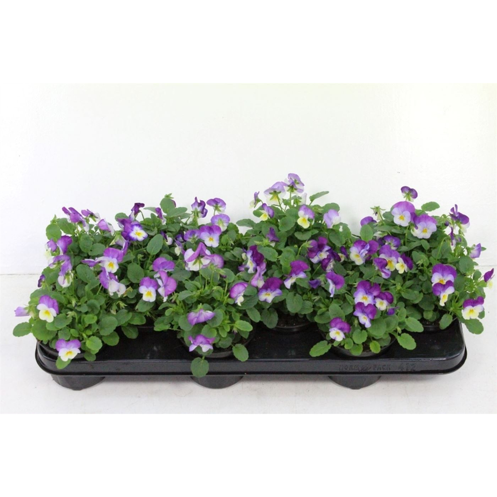 Viola cornuta Deltini Rose Pink.