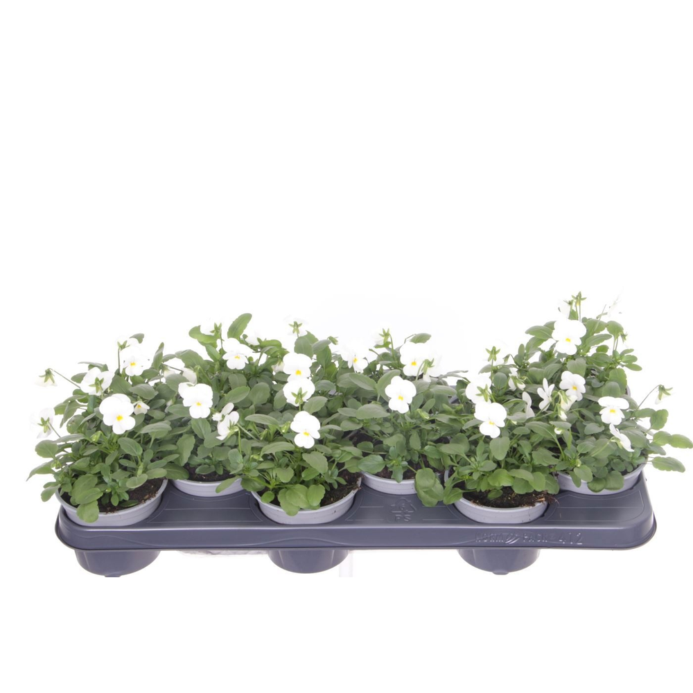 Viola cornuta Deltini True White.