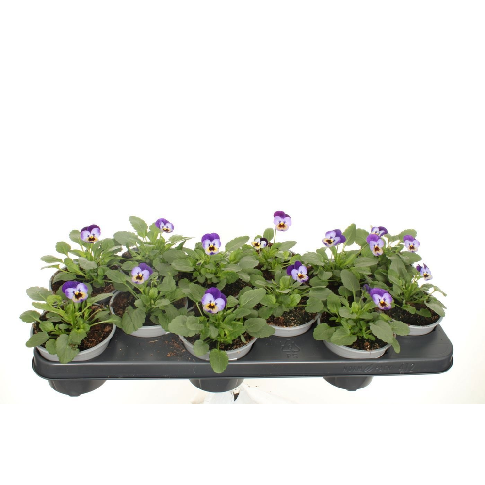 Viola cornuta Deltini Violet Blue.