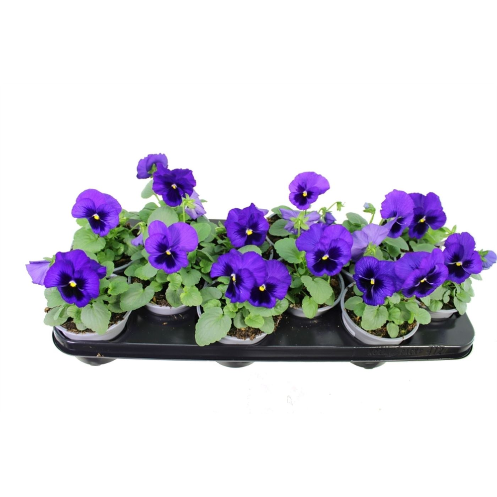 Viola witt. Delta Blue with Blotch.