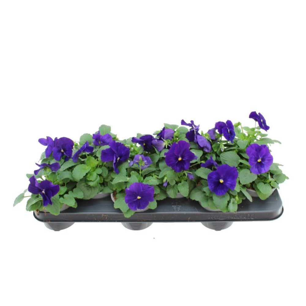Viola witt. Delta Deep Blue.