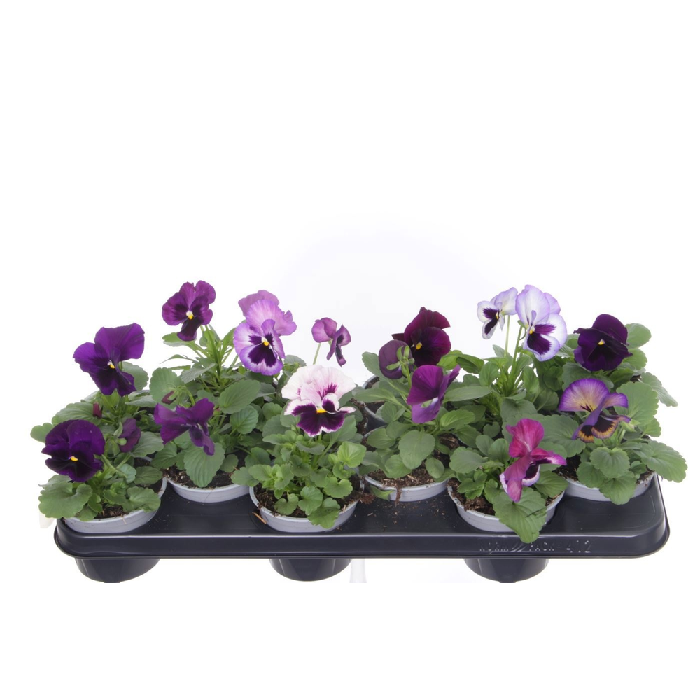 Viola witt. Delta Lavender Surprise.