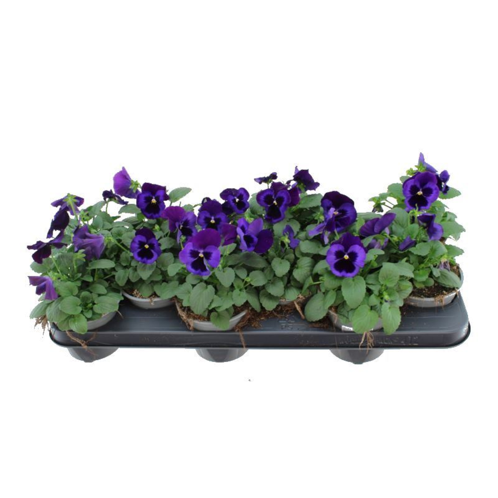 Viola witt. Delta Neon Violet.