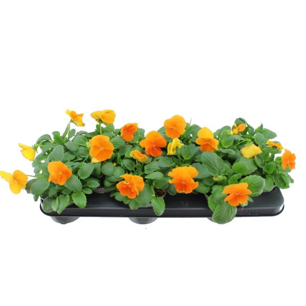 Viola witt. Delta Orange.