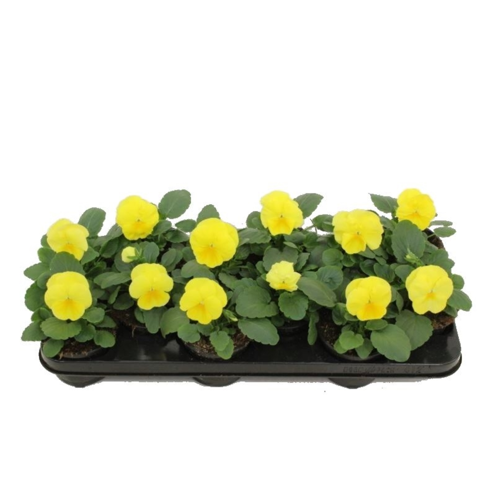 Viola witt. Delta Pure Lemon.