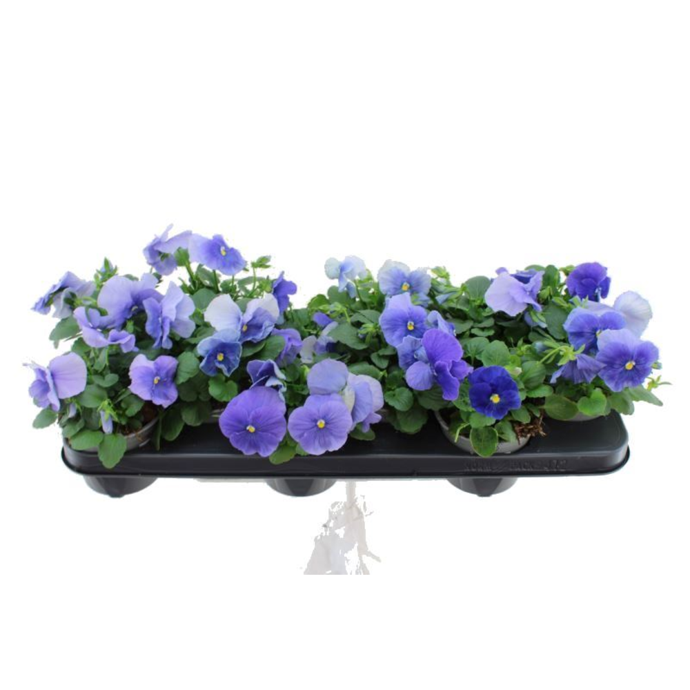 Viola witt. Delta Pure Light Blue.