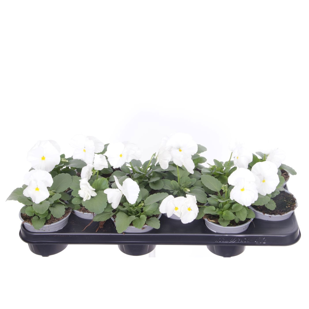 Viola witt. Delta Pure White.
