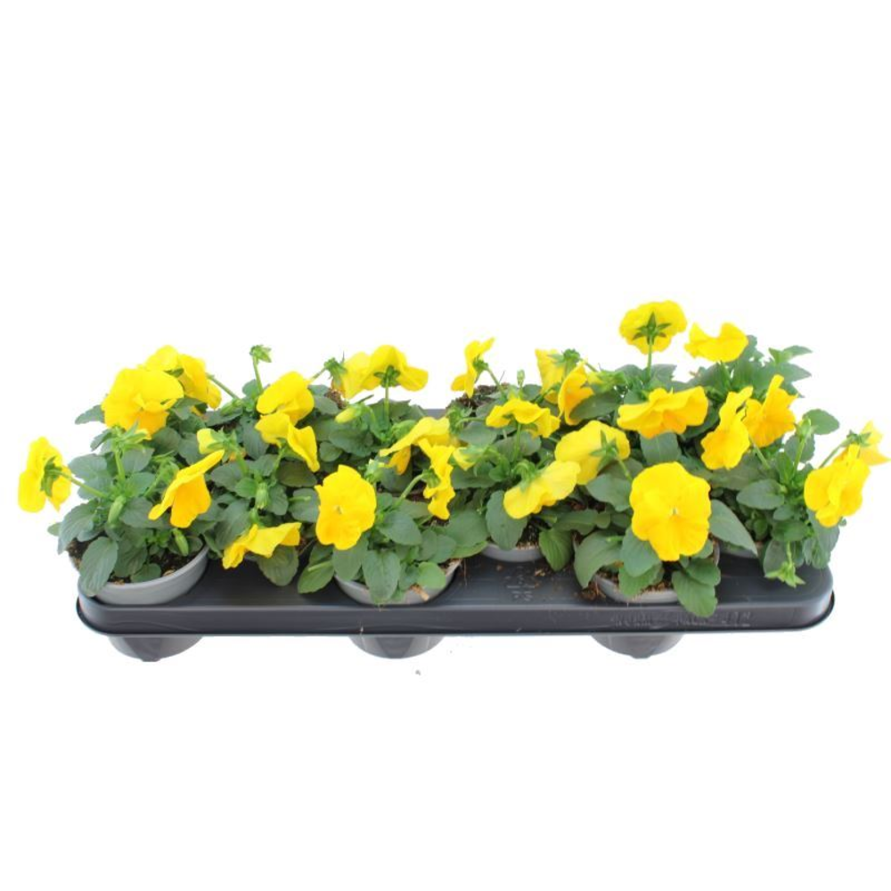 Viola witt. Delta Pure Yellow.