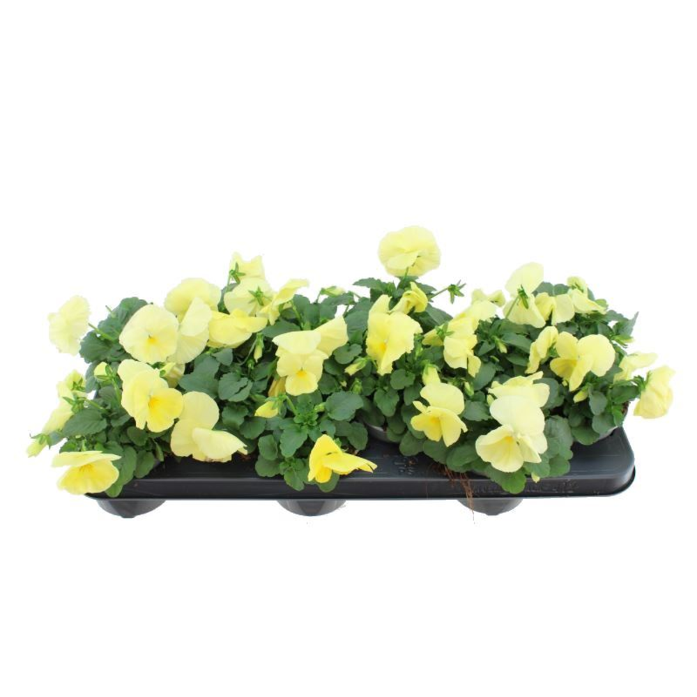 Viola witt. Delta Pure Primrose.