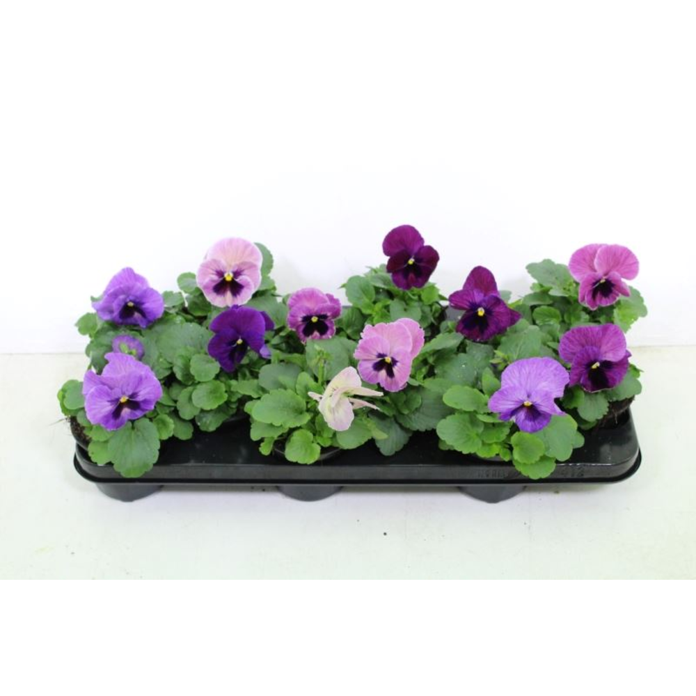 Viola witt. Delta Purple Surprise.