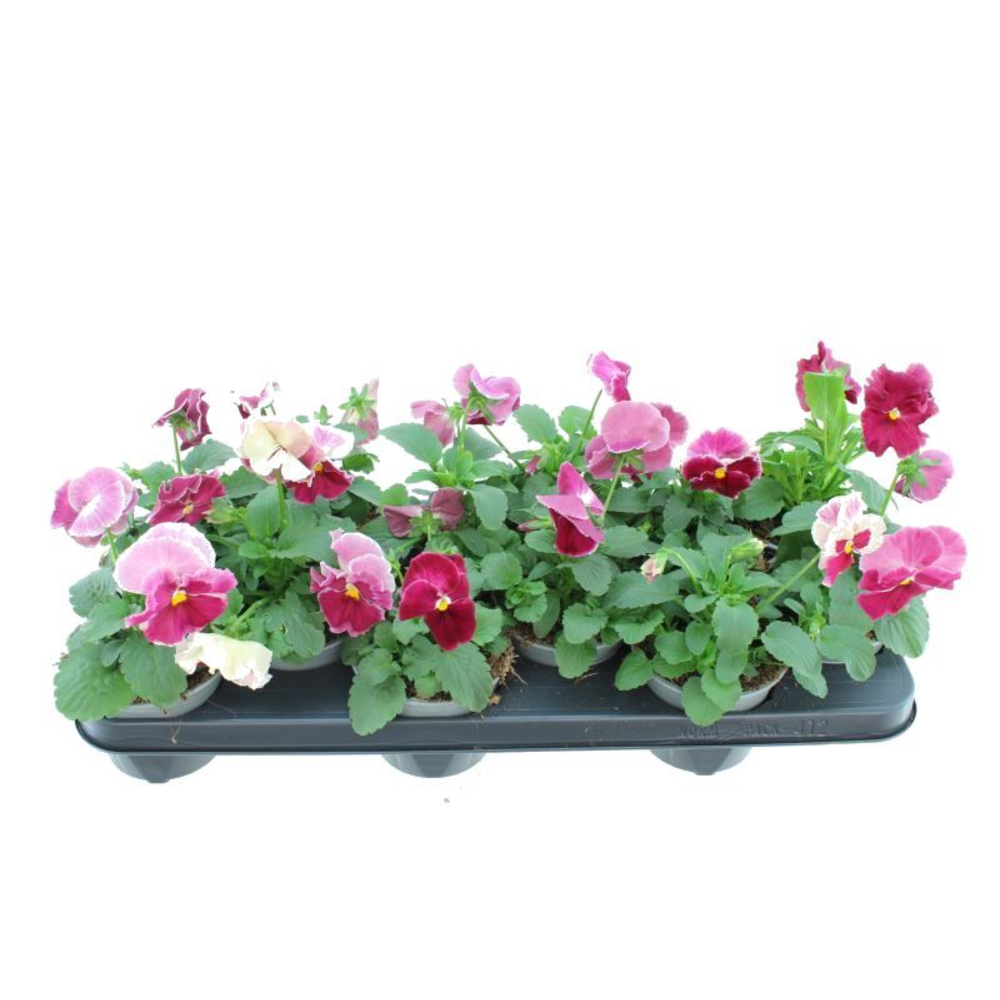 Viola witt. Delta Strawberry Cream.