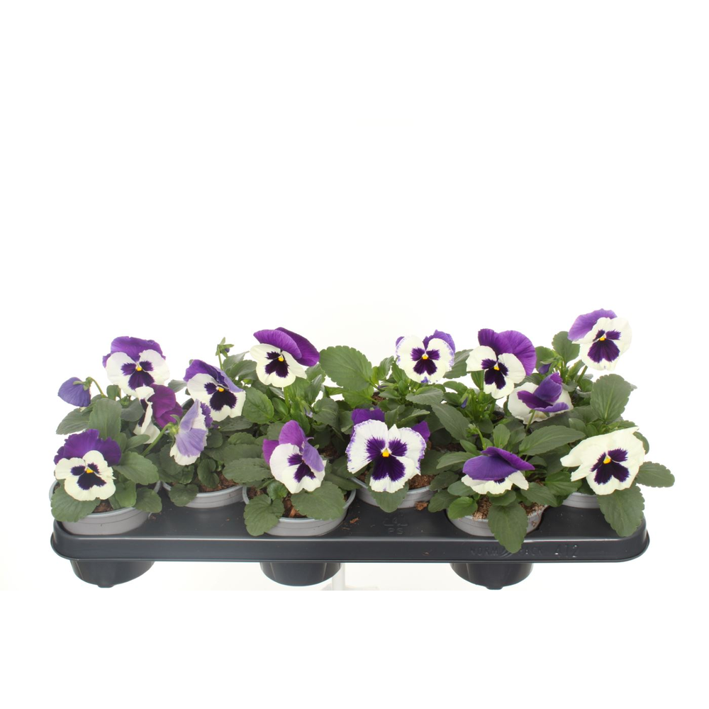 Viola witt. Delta Violet & White.