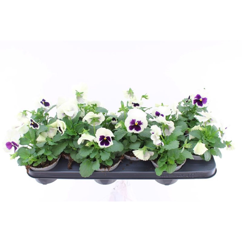 Viola witt. Delta White with Blotch.
