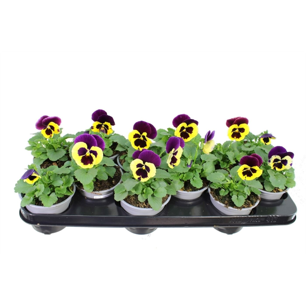 Viola witt. Delta Yellow Purple win.