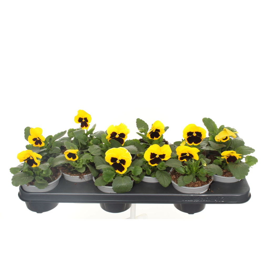 Viola witt.Delta Yellow with Blotch.