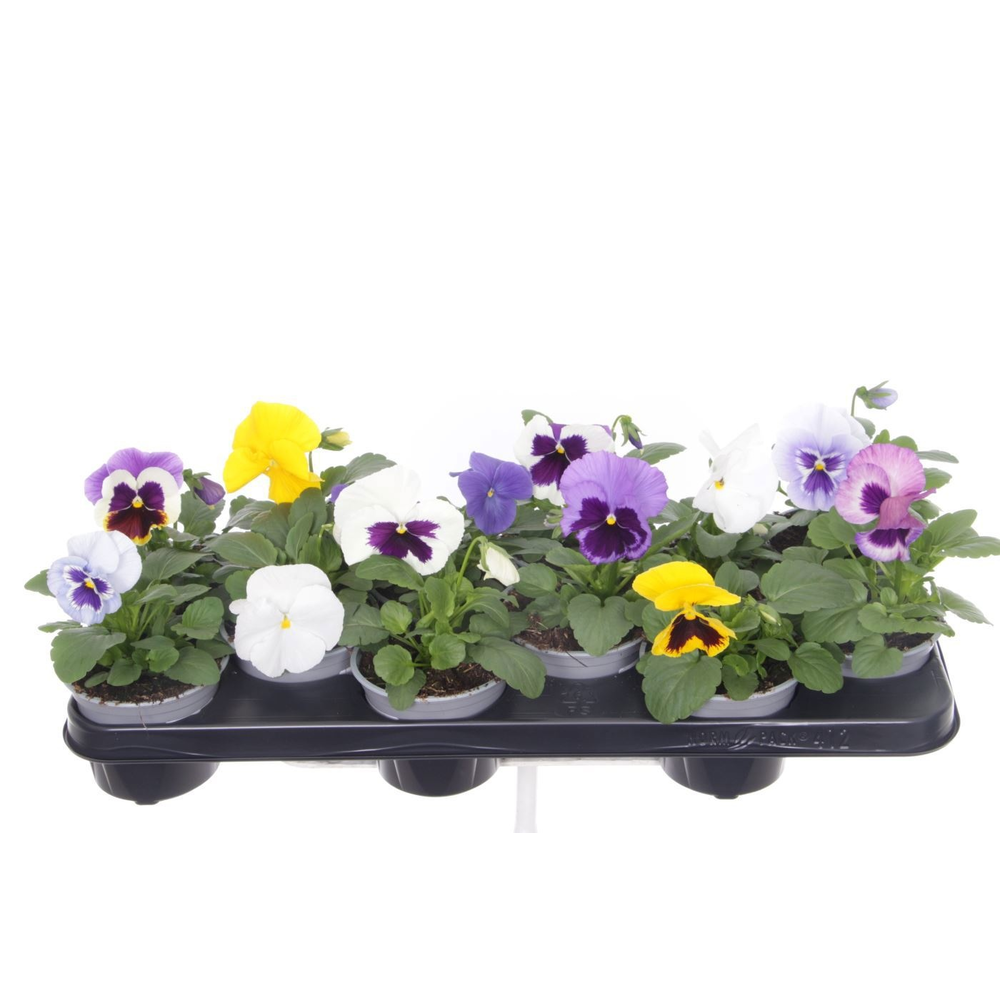 Viola wittrockiana F1 mix.