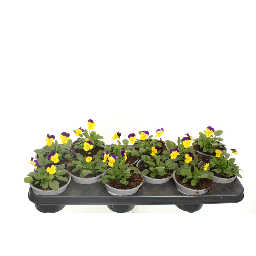 Viola cornuta Deltini Yellow Jump Up.