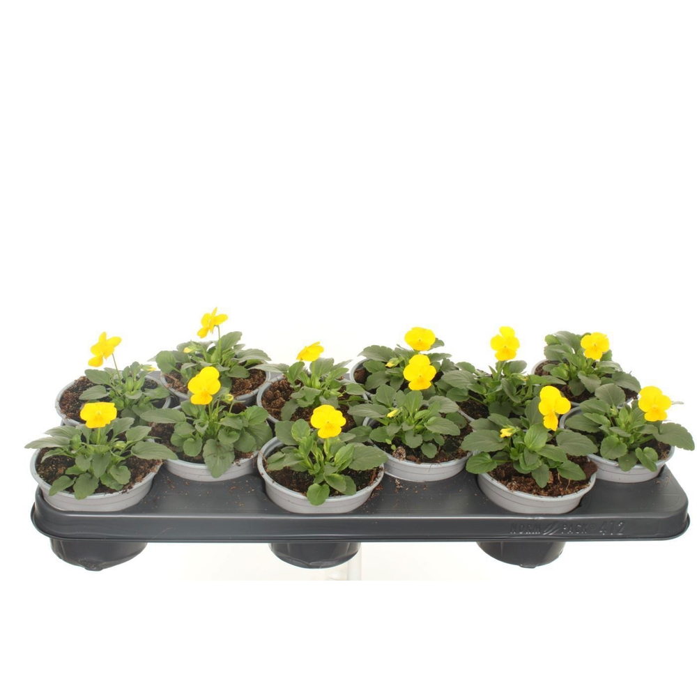 Viola cornuta Deltini Yellow.