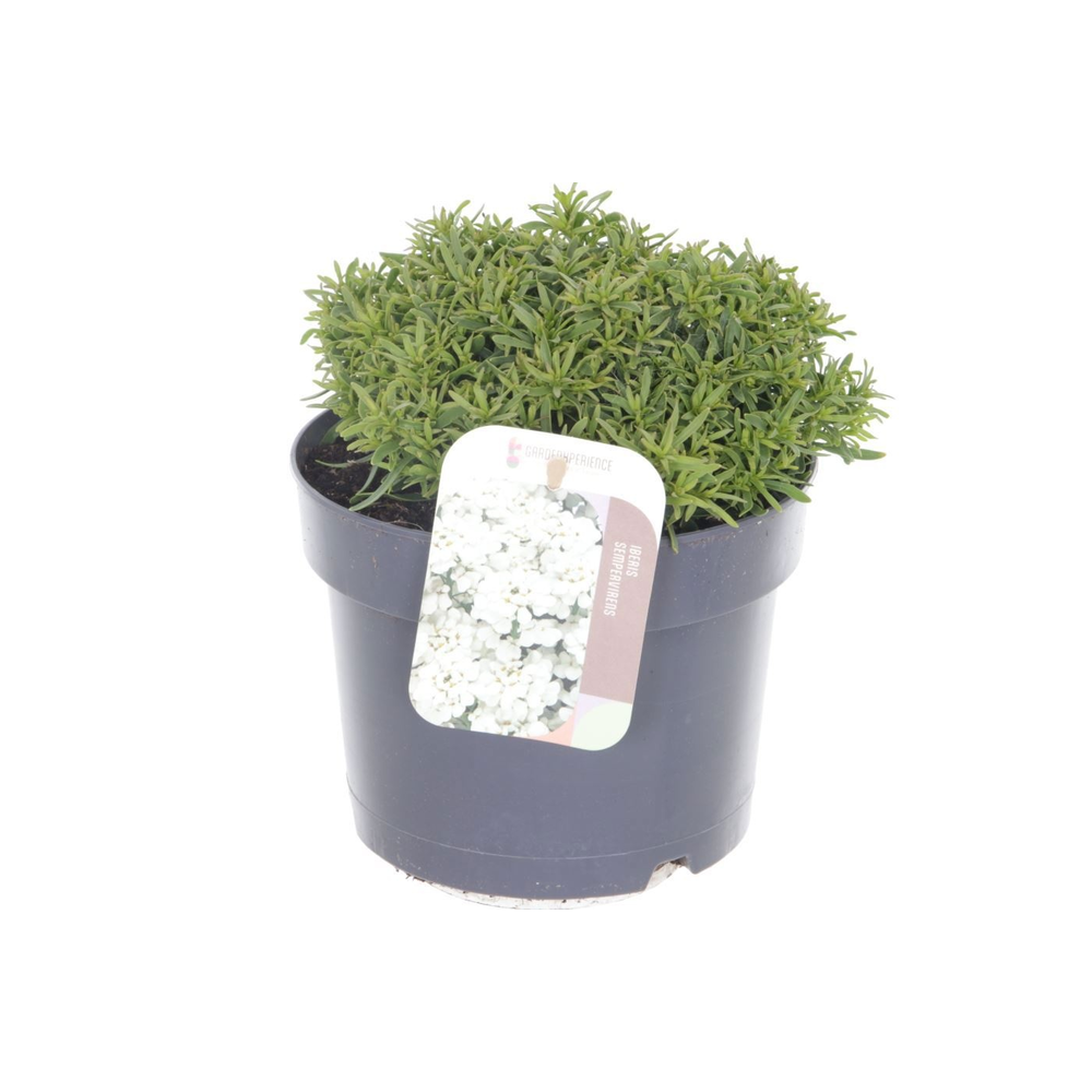 Iberis sempervirens Snow Cone.