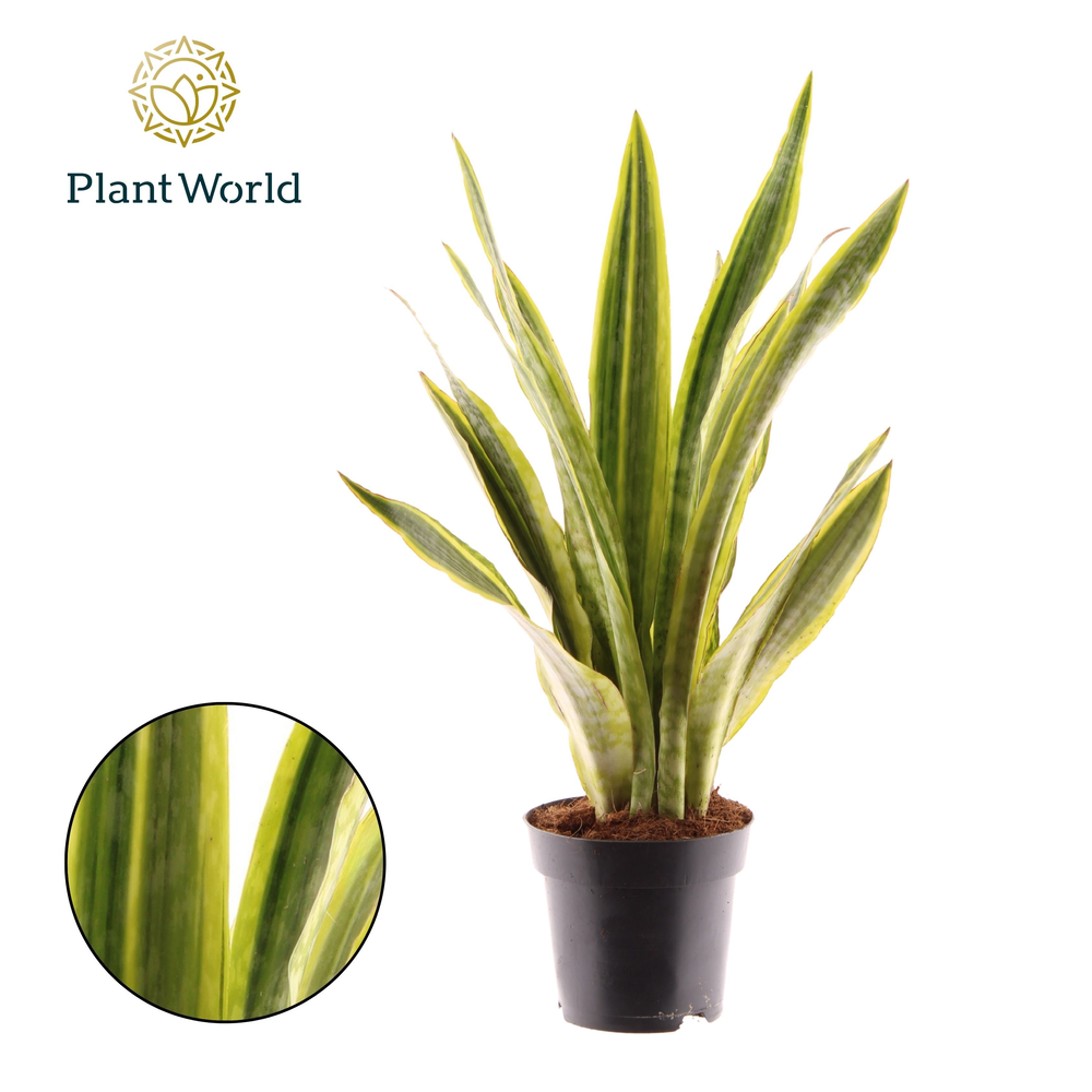Sansevieria Aubrytniana Lauren.