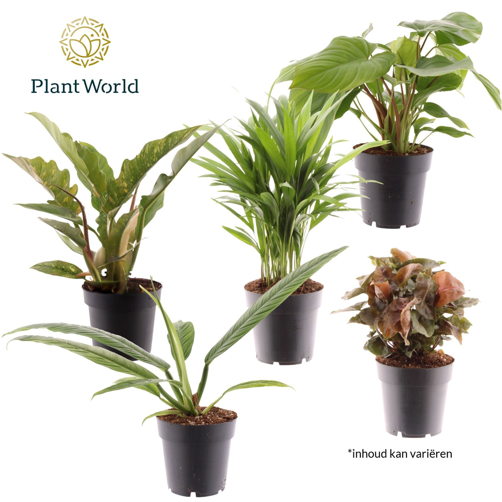 Groenmix Cuba (diverse soorten).