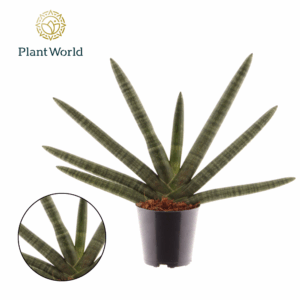 Sansevieria cylindrica 'Skyline'.