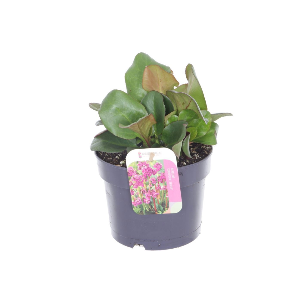 Bergenia cordifolia Eroica.