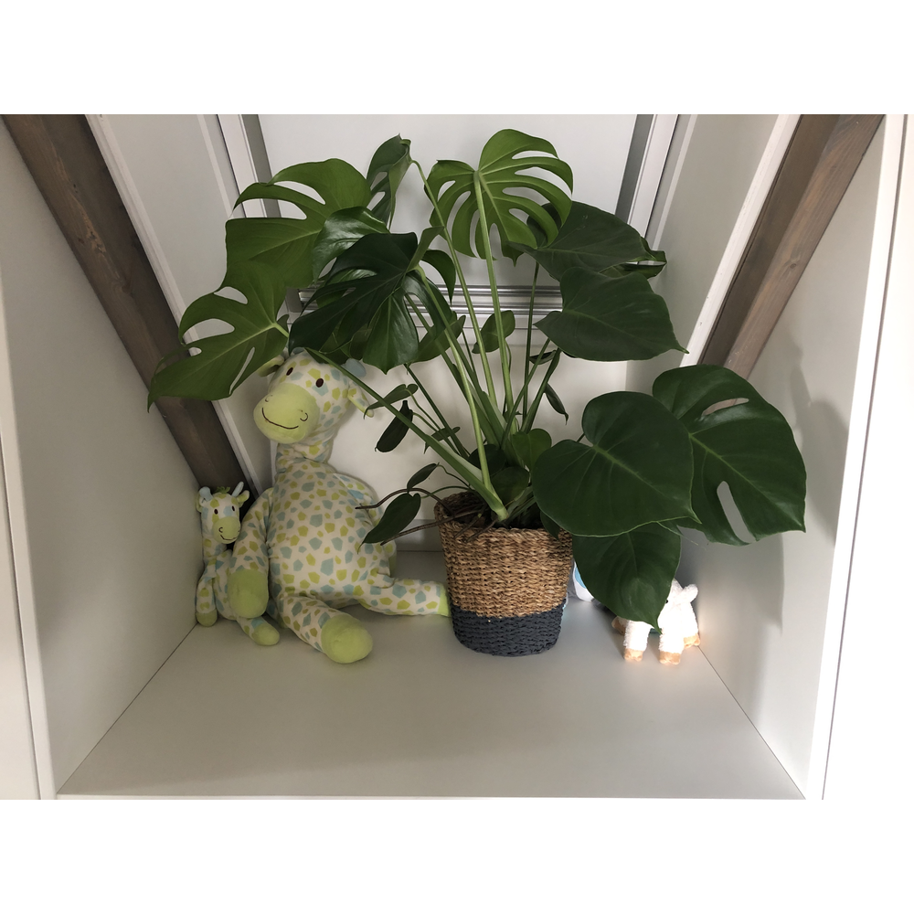 Monstera deliciosa p21.