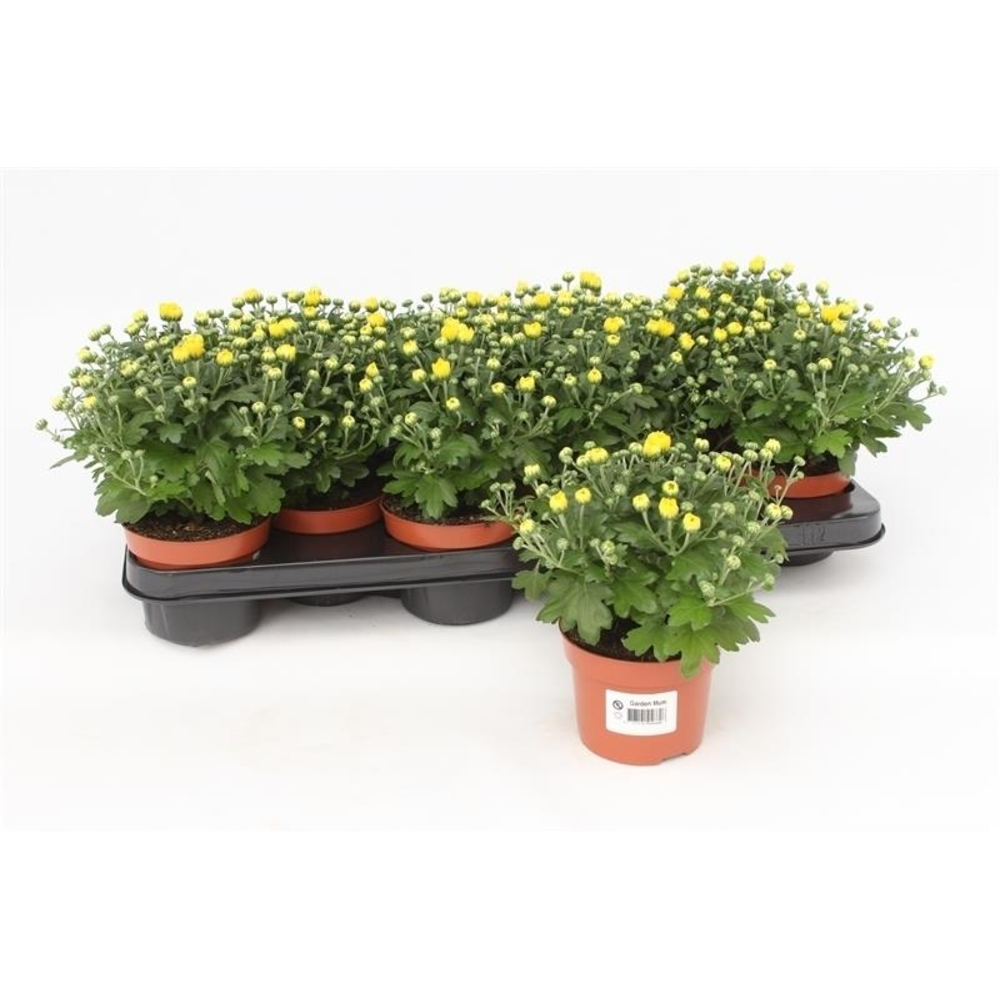 Chrysanthemum Gardenmum Yellow.