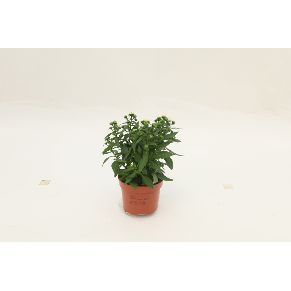 Aster Starletta White.