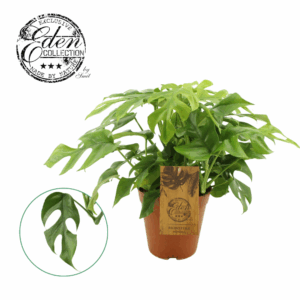 Monstera Minima 15cm.