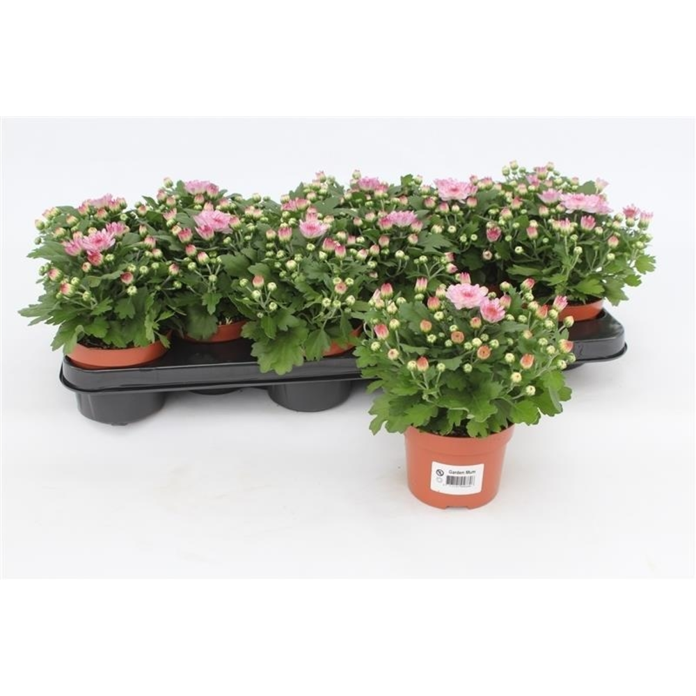 Chrysanthemum Gardenmum Pink.