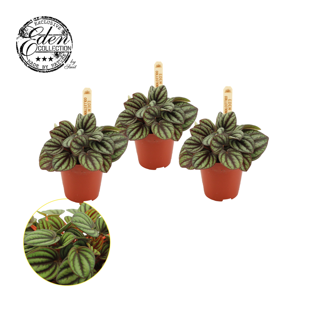 Peperomia Piccolo Banda 5,5cm.