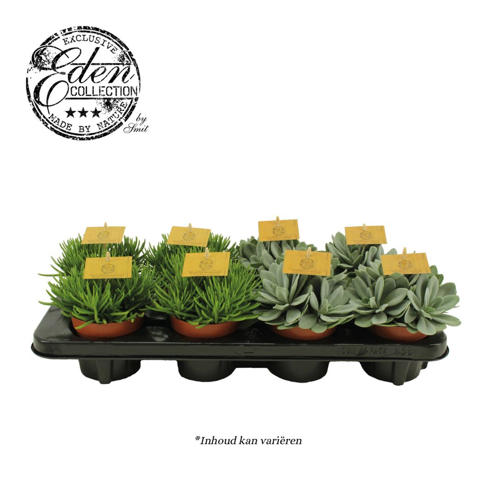 Senecio gemengd 10,5cm.